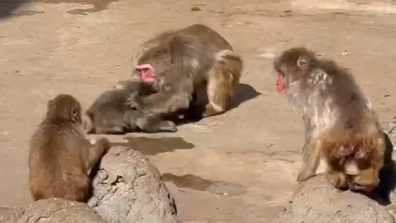 Yavru maymun Punch'ın yeni görüntüler izleyenleri üzdü! Peluş oyuncağıyla gündeme gelen Maymun Punch olayı nedir?