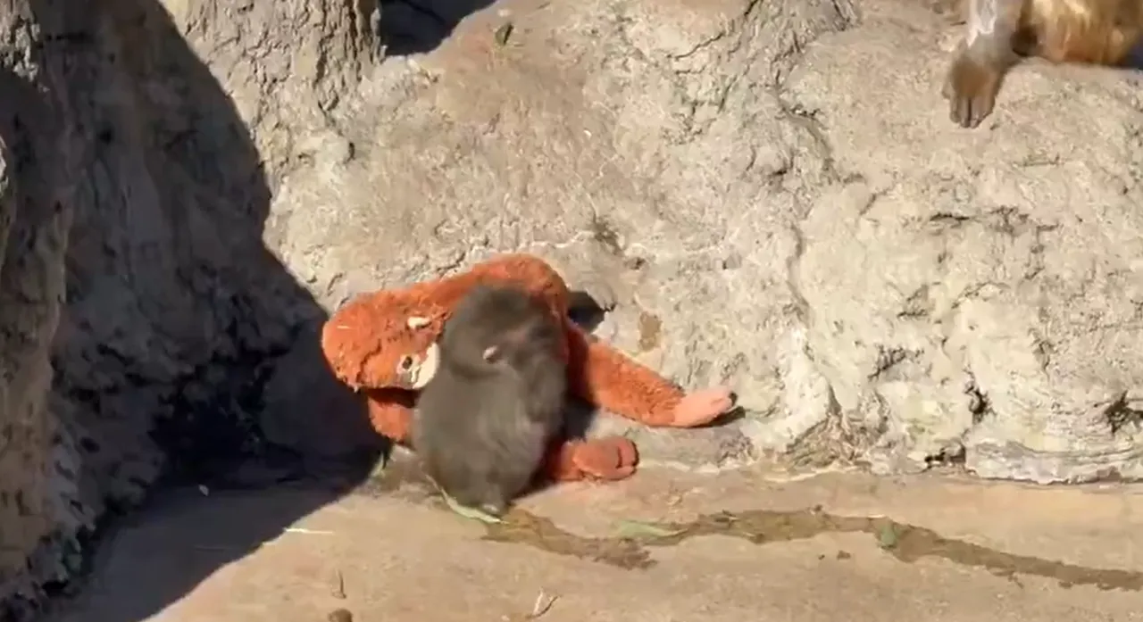 Yavru maymun Punch'ın yeni görüntüler izleyenleri üzdü! Peluş oyuncağıyla gündeme gelen Maymun Punch olayı nedir?