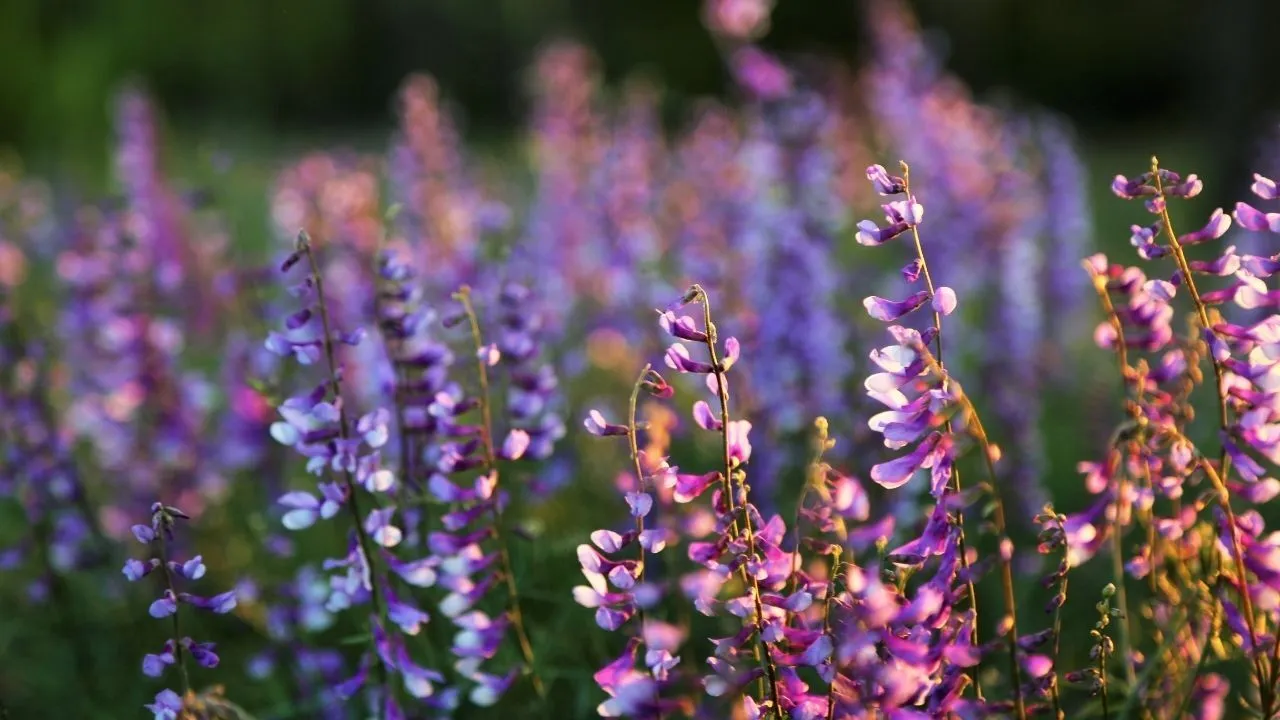 Cemre düşme tarihleri 2026! Cemre suya ve toprağa ne zaman düşecek?