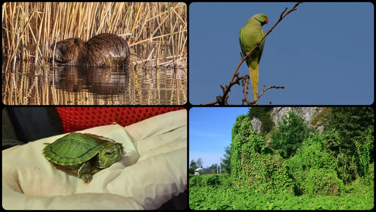 Türkiye’den istilacı türlere karşı kırmızı alarm! 