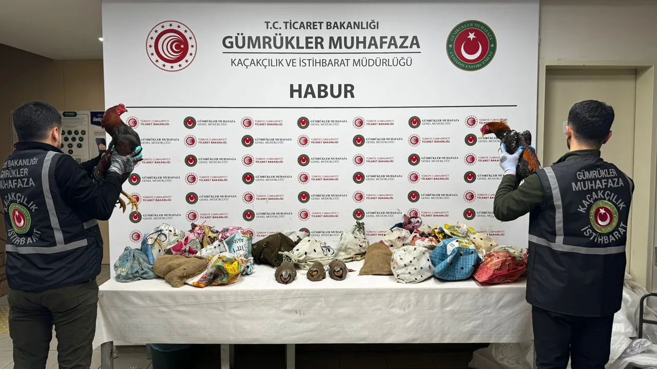 Yasa dışı yollarla yurda sokulan 38 keklik ve 2 horoz ele geçirildi