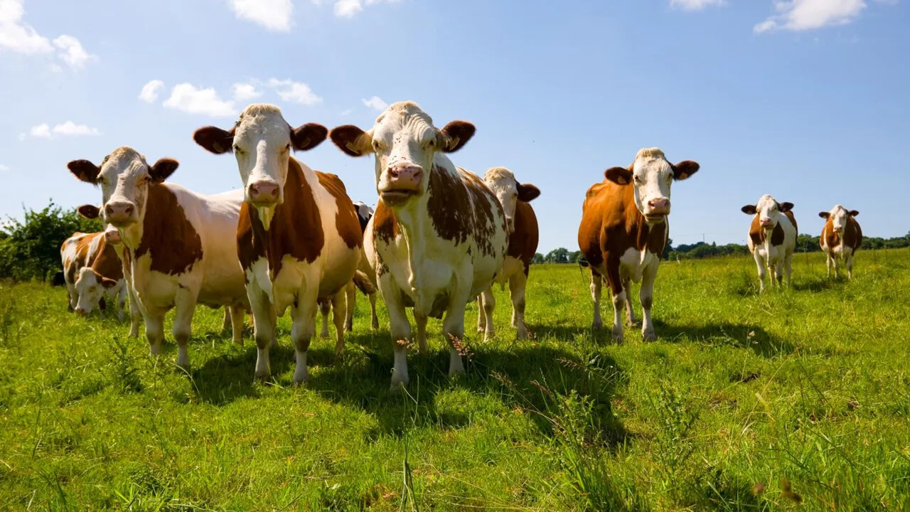 Yerli tohum, ilaç ve hayvan için millî atak! TAGEM tarımda ithalatı azaltan adımları devreye aldı