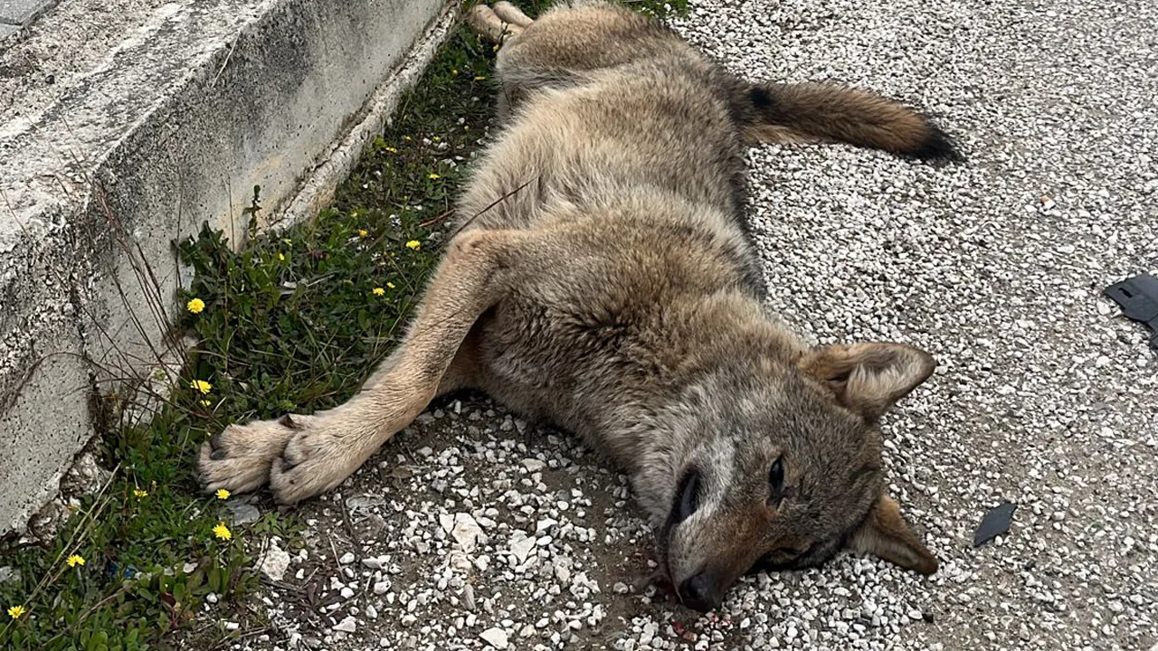 Yolda cesedi bulundu, bilimsel araştırmaya dahil edildi