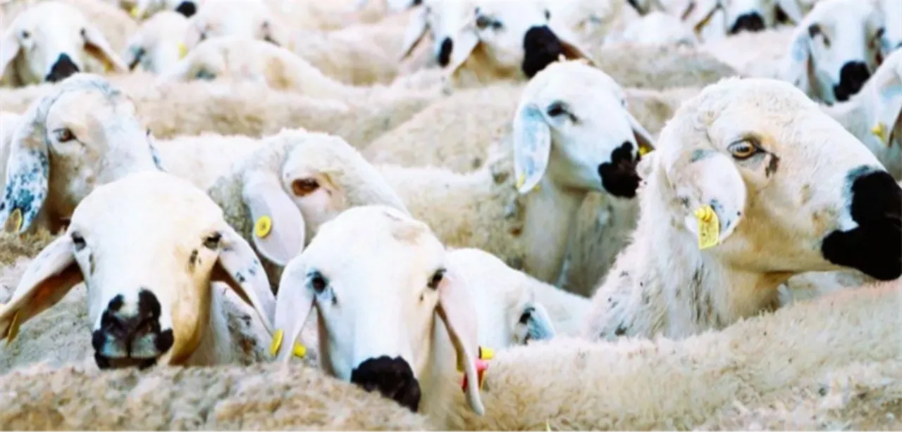 Başvuru takvimi açıklandı! Küçükbaş hayvan desteği ne zaman verilecek? 