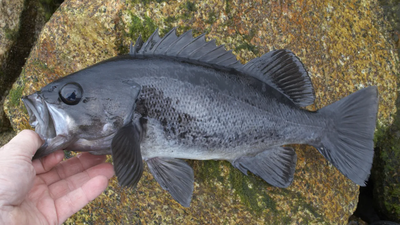 Denizden babam çıksa yerim diyenler dikkat! Ne levrek ne de somon: İşte dünyanın en sağlıklı balığı