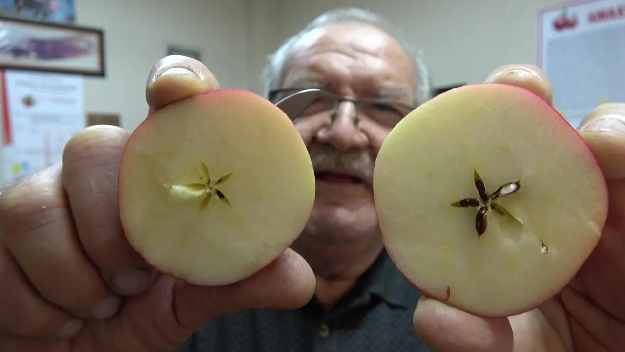 Kilosu 150 TL! 2 bin yıldır Amasya’da yetişiyor: Sahtesinden ayırmanın tek yolu var
