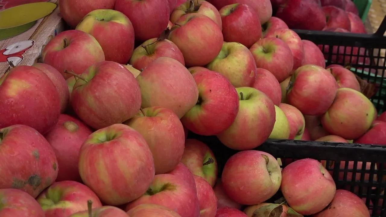 Kilosu 150 TL! 2 bin yıldır Amasya’da yetişiyor: Sahtesinden ayırmanın tek yolu var