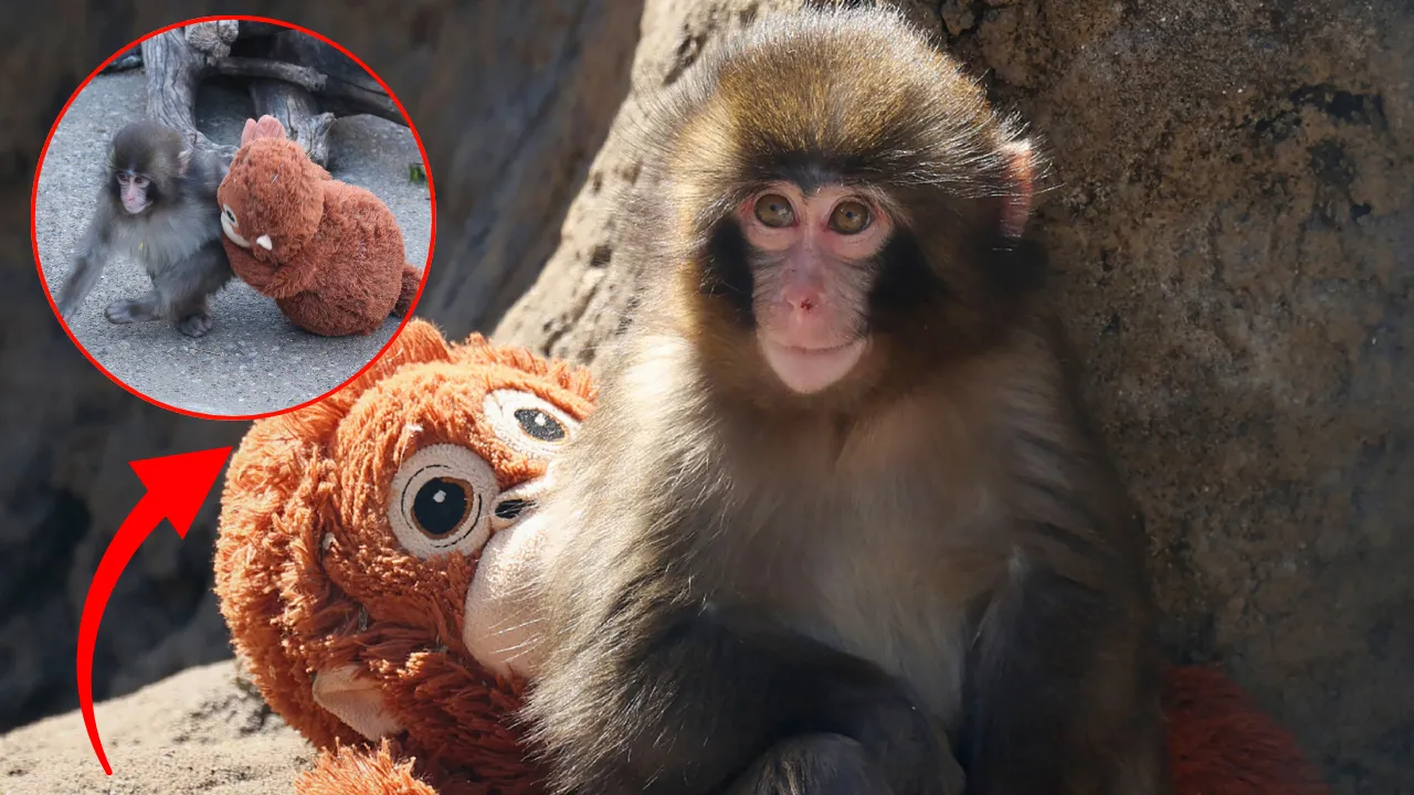 Milyonlar tarafından takip ediliyor! Şirket açıkladı: Makak maymunu Punch'ın oyuncağı yok satıyor