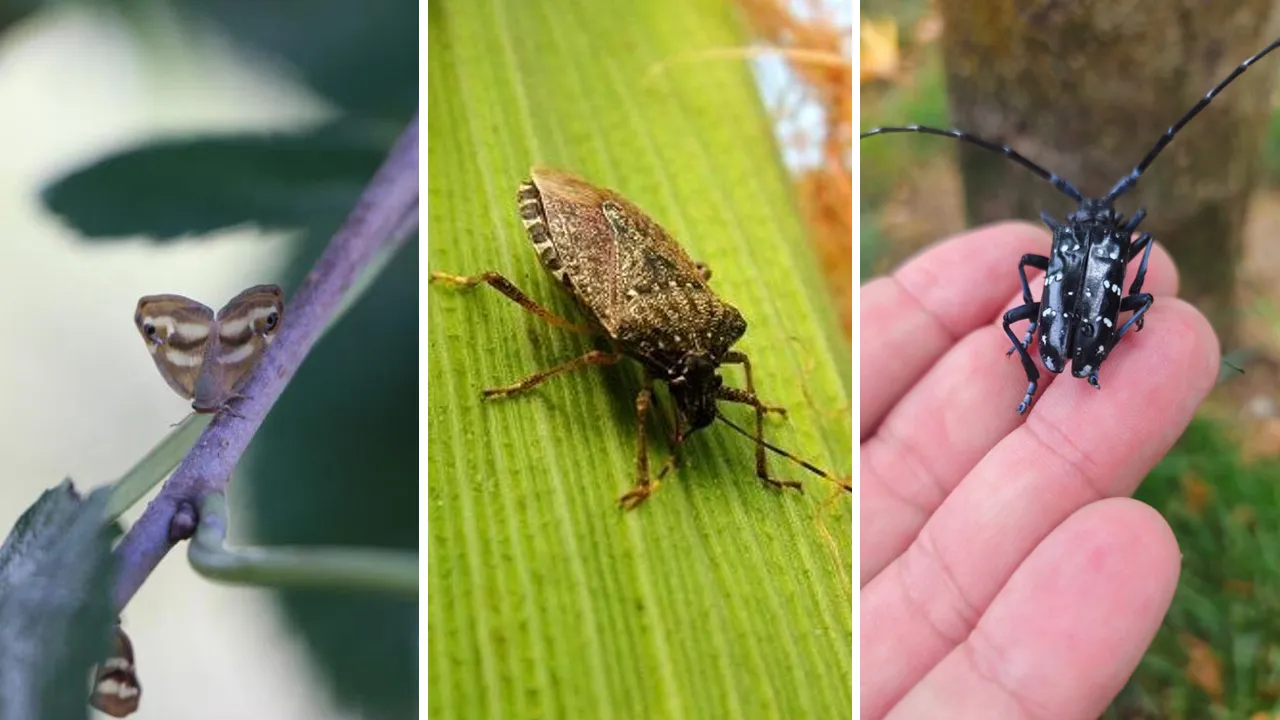 Karadeniz'de üçlü istila! Uzmanlar uyardı: Karantina yetmez