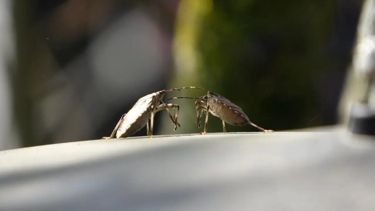 Kahverengi kokarca böceği