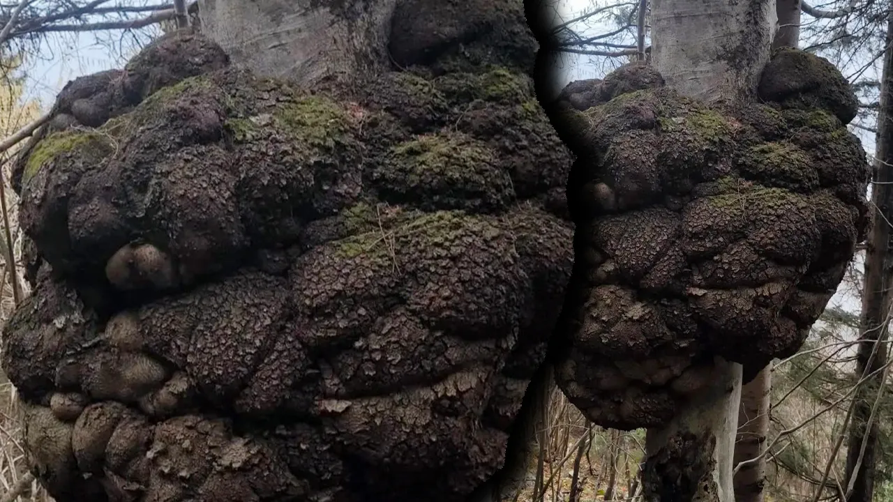 Ormanın kalbinde bulundu! Mobilya ve araç tasarımında altın değerinde