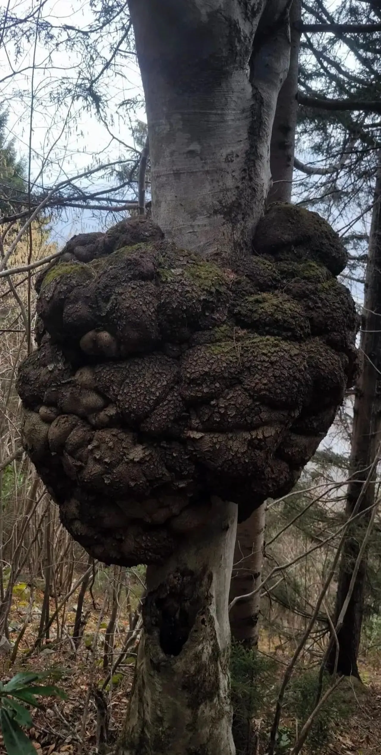 Ormanın kalbinde bulundu! Mobilya ve araç tasarımında altın değerinde