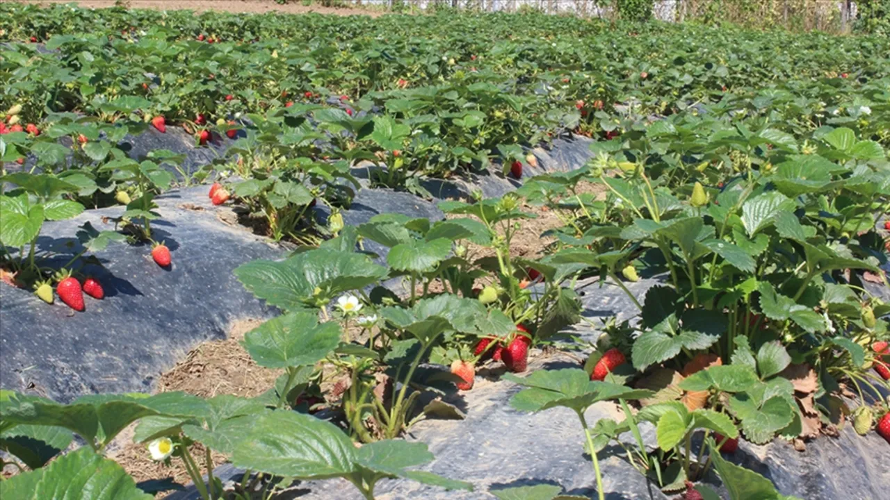 Tarımsal kredilerde şartlar değişti: İşte 5 soruda yeni sistem