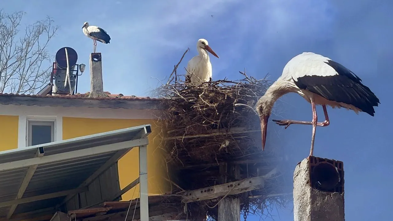 Yaren Leylek geldi mi? Eşi yuvaya kondu, tüm köy sevince boğuldu