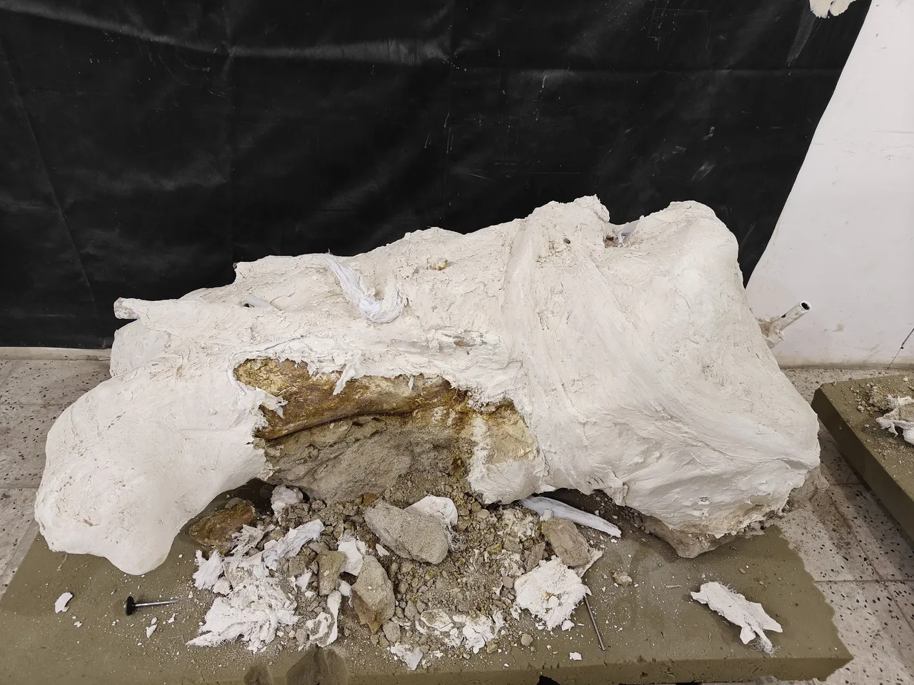 7,7 milyon yıllık tarihi olan yerde bulundu! 5 hortumlu kafatası var