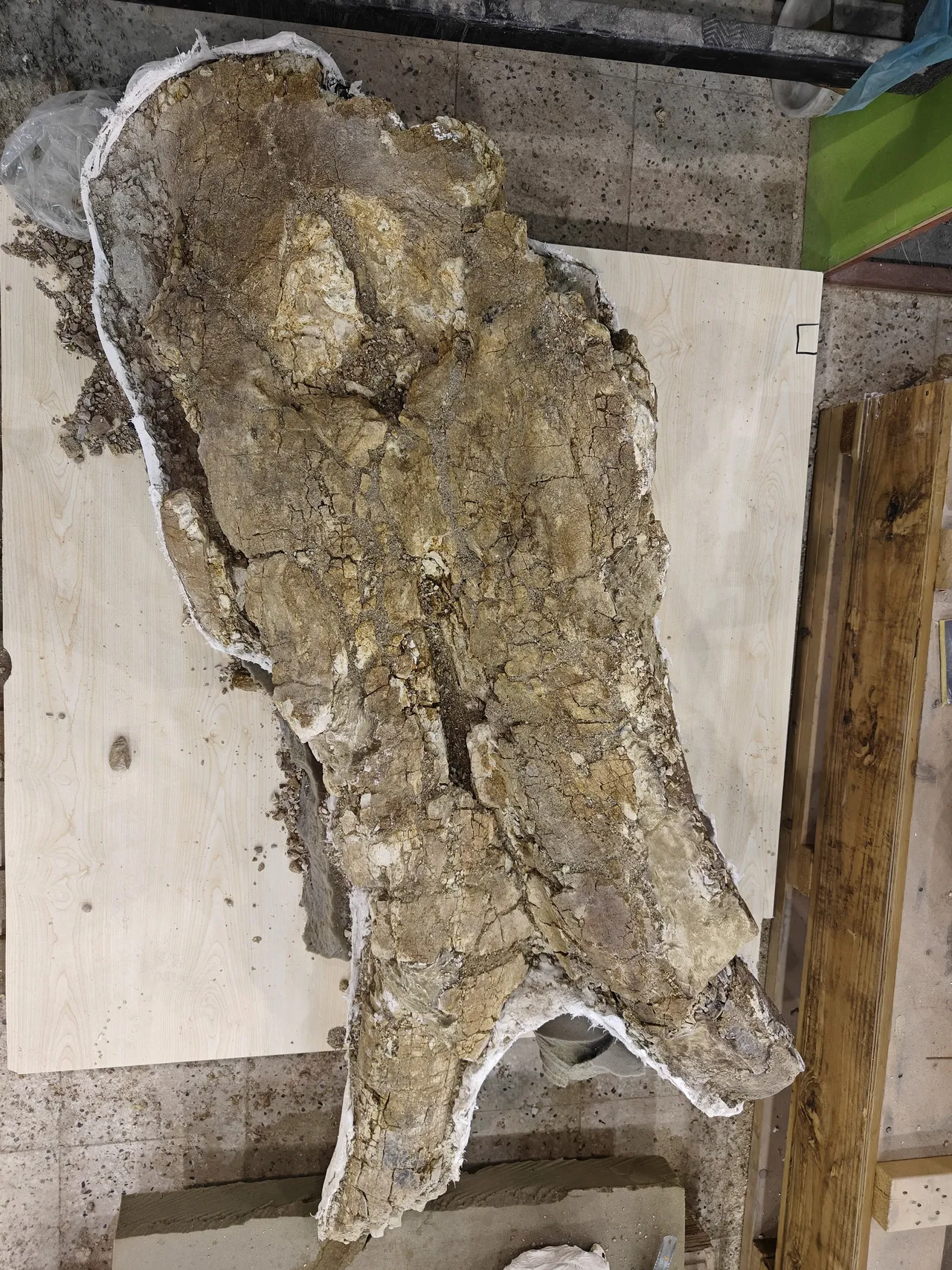 7,7 milyon yıllık tarihi olan yerde bulundu! 5 hortumlu kafatası var