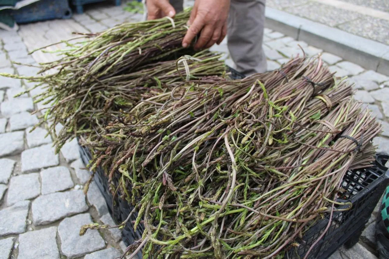 Baharda doğada kendiliğinden çıkıyor! Sezonun ilk ürünleri bağı 150 liradan satışta