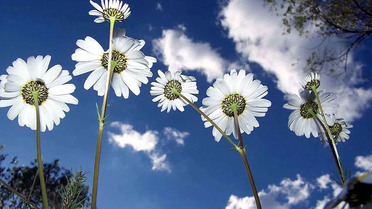 İlk cemre düştü! İkinci cemre ne zaman düşecek?