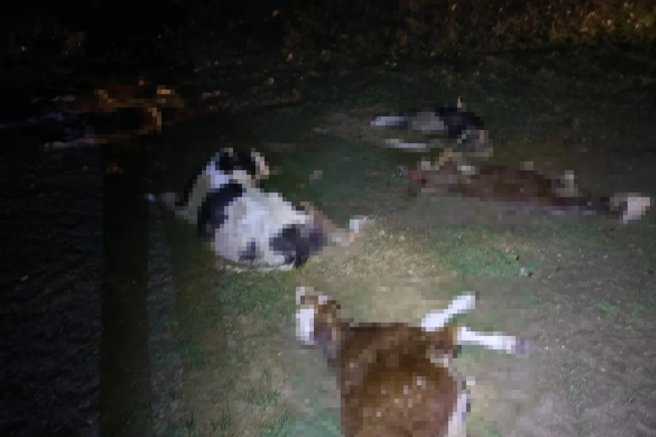 Köy yerinde bulunan hayvan cesetleri, jandarmayı harekete geçirdi