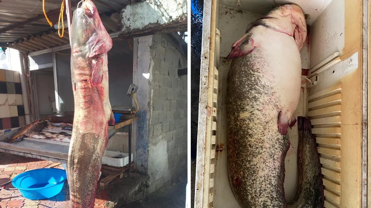 Gece ağ attılar, sabah devasa balık buldular!