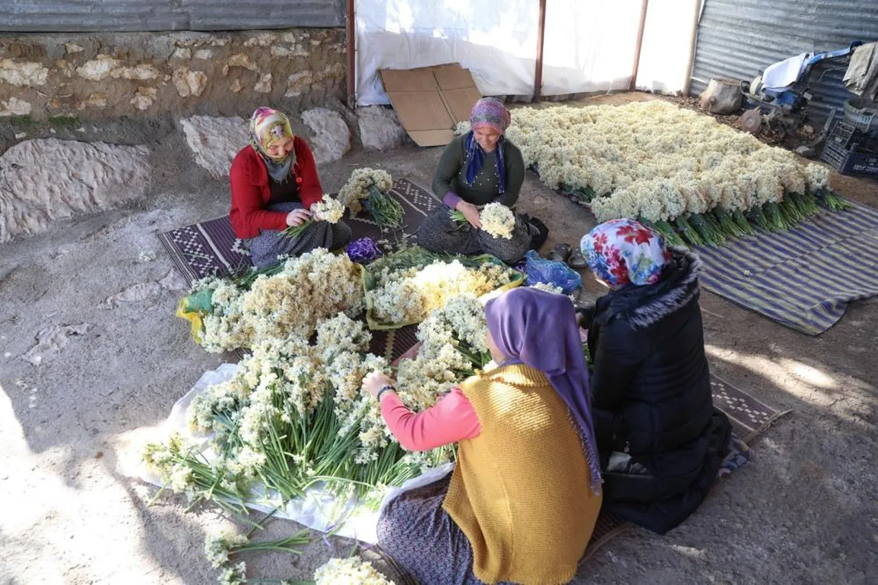 Mersin'de nergis atağı! Atıl araziler değerlendi, üretim 10 kat arttı
