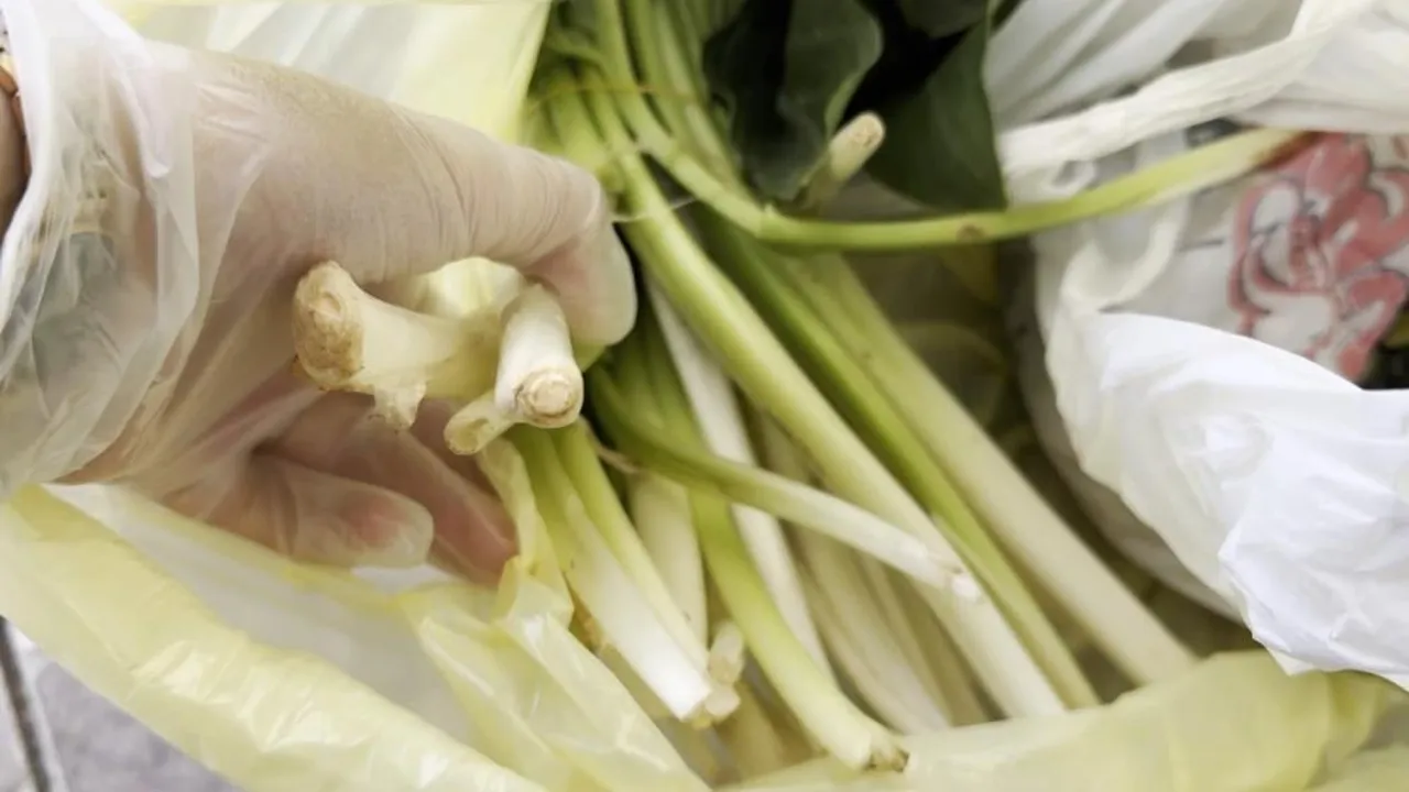 Pazardan pazı olarak aldıkları ot, zehirli tirşik otu çıktı! Ağzına atar atmaz fenalaştı