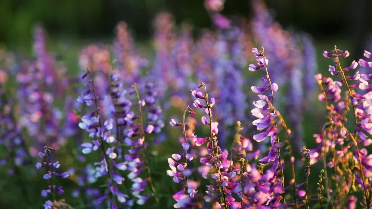 Üçüncü cemre ne zaman düşecekr? Baharın müjdecisi cemre suya düştü