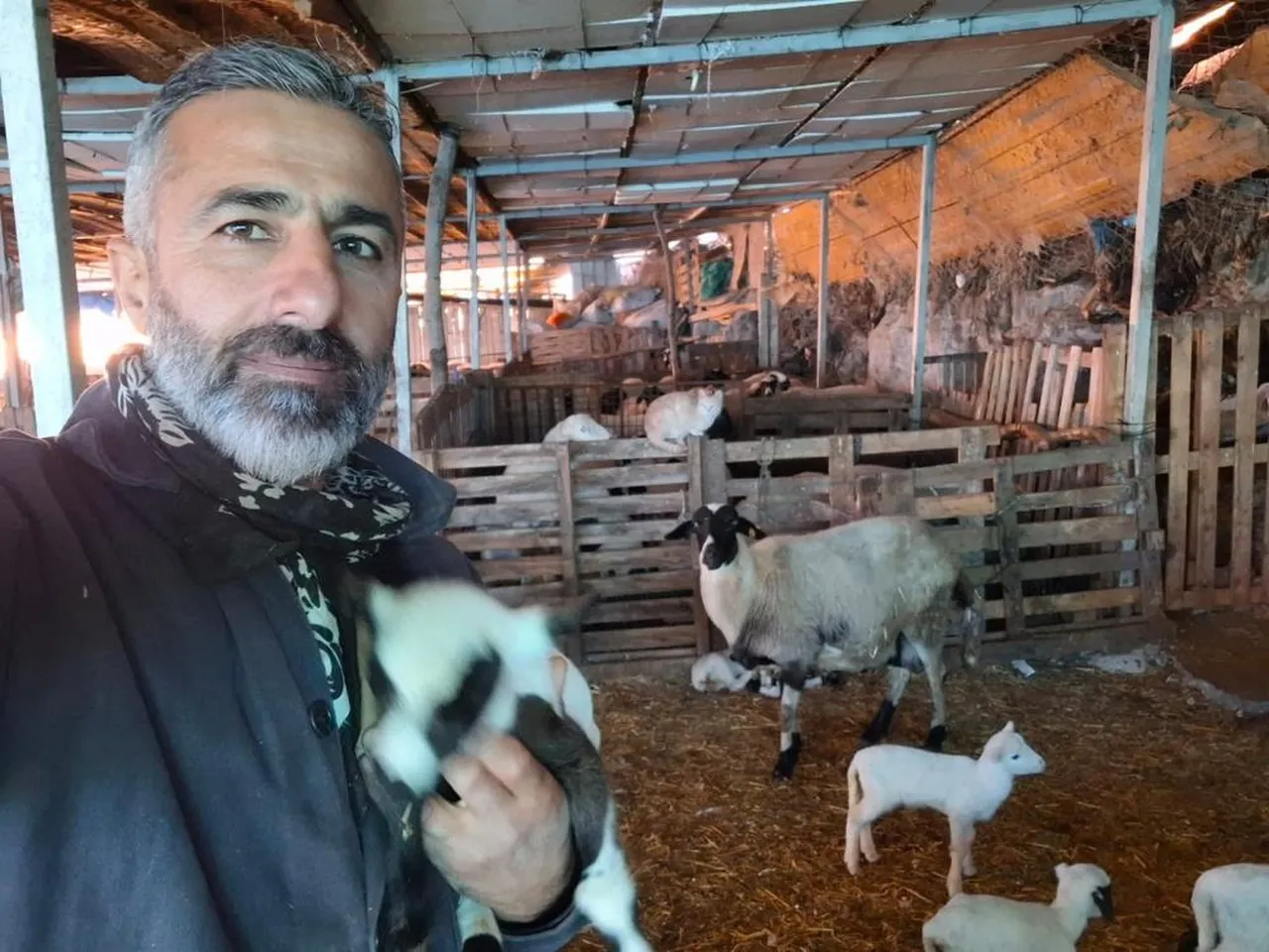 Üçüz, dördüz, beşiz derken dokuz doğurdu! 4 koyundan dev sürüye ulaştılar