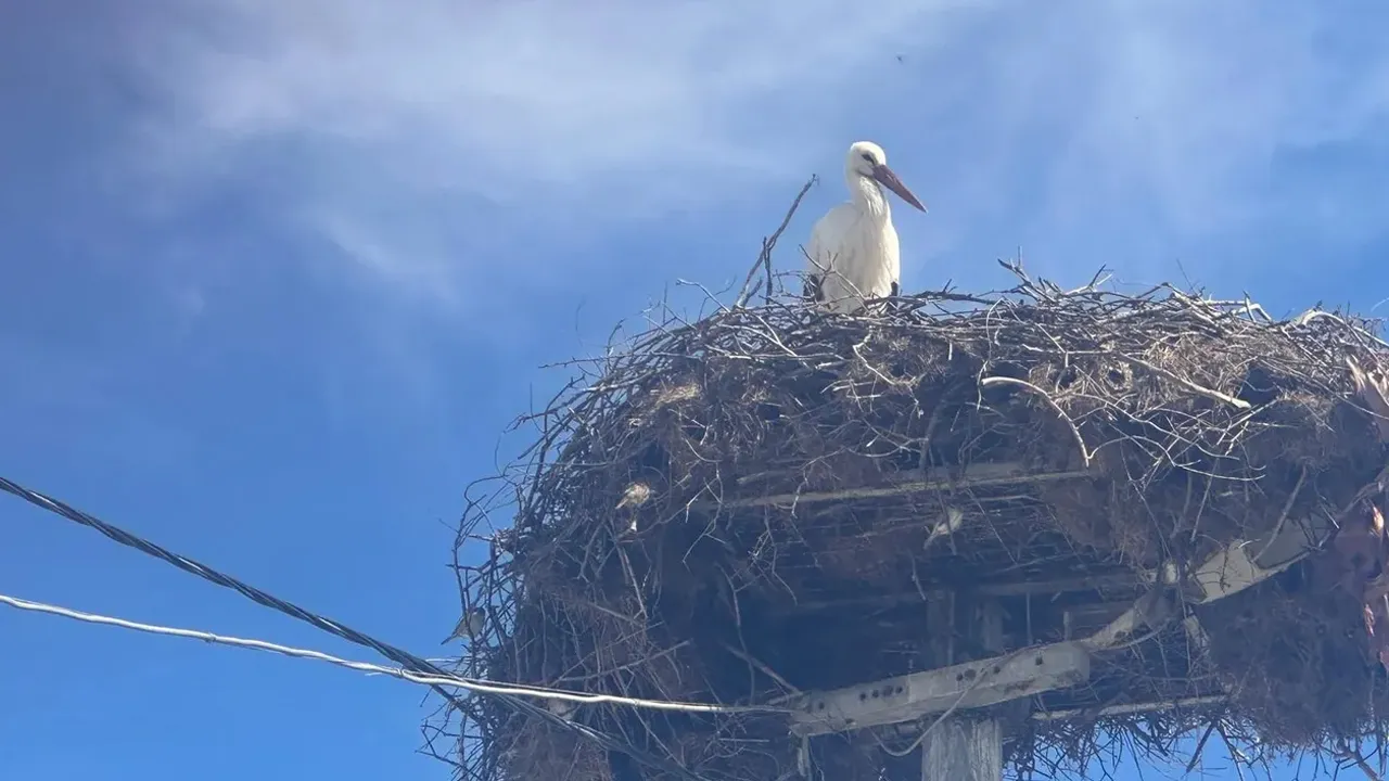 15'inci defa buluştular! Yaren Leylek ve balıkçı Adem Yılmaz bir arada