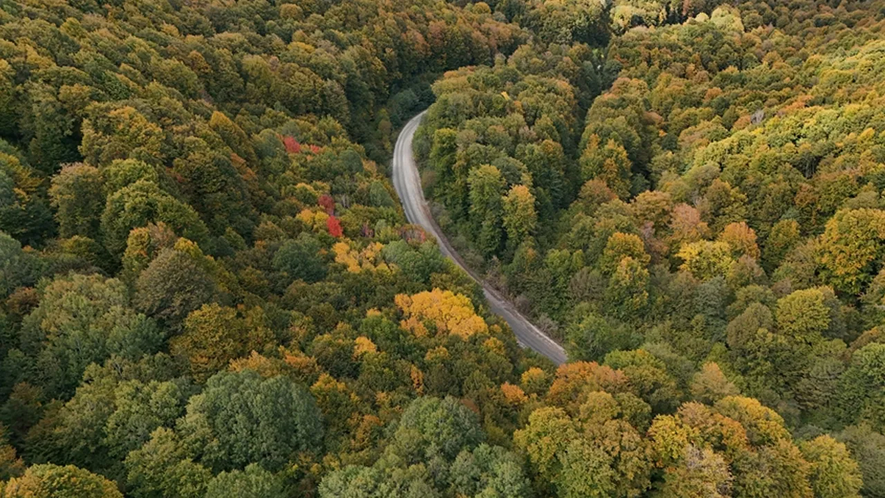21 ilde bazı alanların orman sınırları dışına çıkarılması kararlaştırıldı