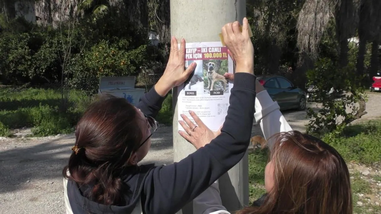 Binlerce ilan bastırıldı! Karış karış her yerde köpeklerini arıyorlar: Canlı bulana 100 bin, ölü bulana 10 bin TL verilecek