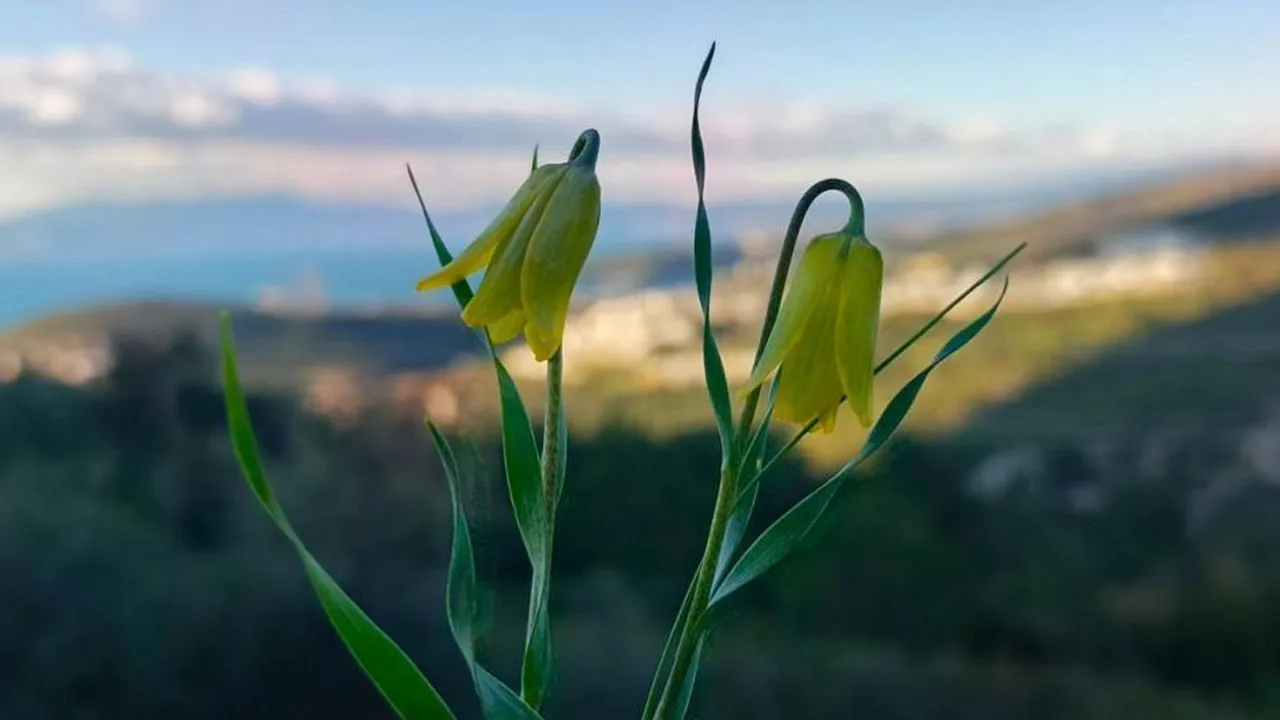 Kuşadası'nda 'Ağlayan Gelinler' çiçek açtı
