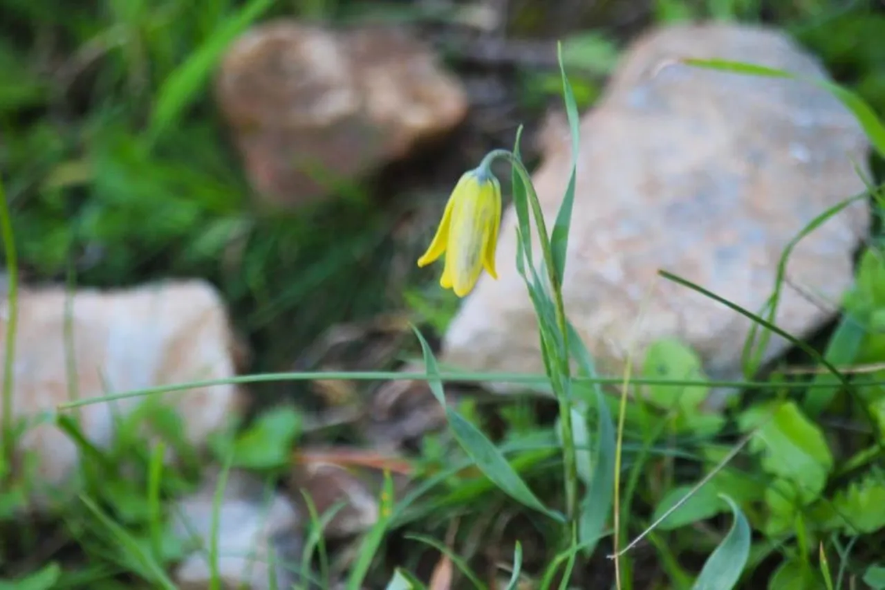 Kuşadası'nda 'Ağlayan Gelinler' çiçek açtı