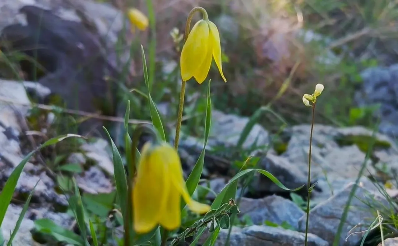 Kuşadası'nda 'Ağlayan Gelinler' çiçek açtı