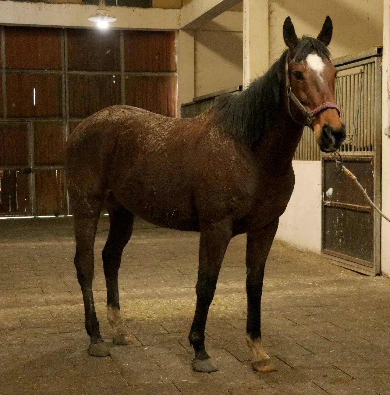 İngiliz kısrak "Louversey"