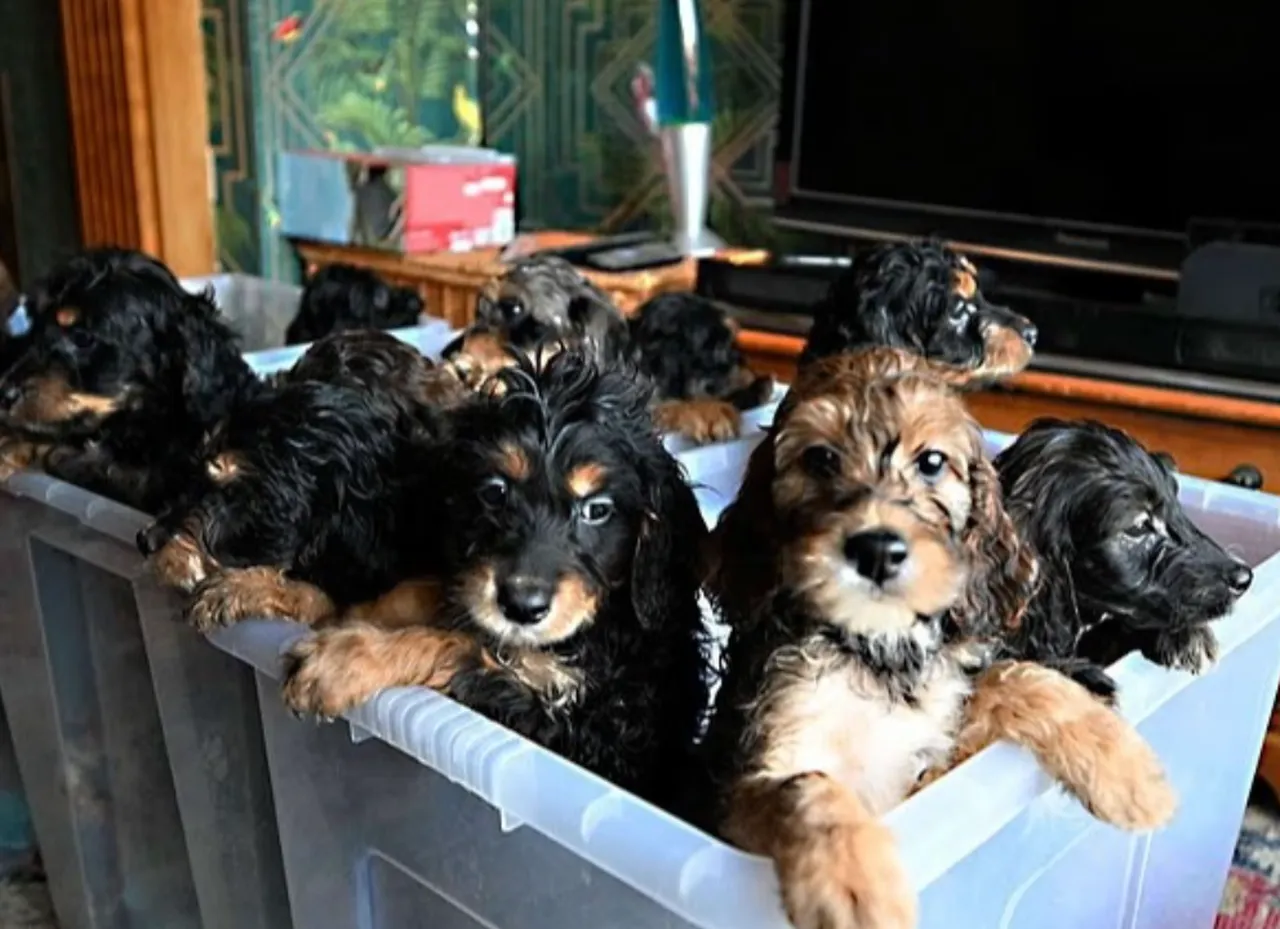 13 saatte tek batında 17 yavru doğurdu