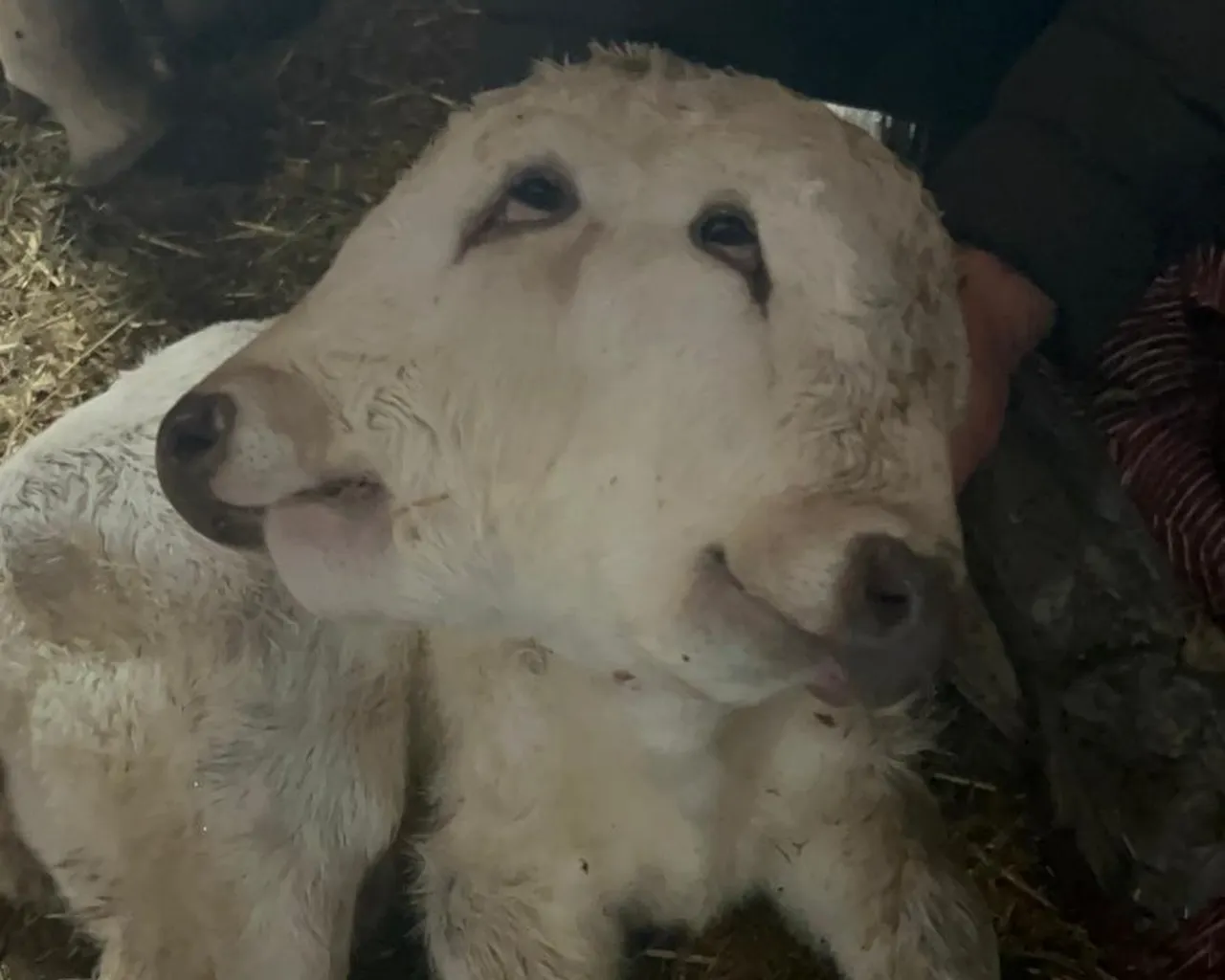 Besici gözlerine inanamadı! Erzurum’da çift başlı buzağı dünyaya geldi