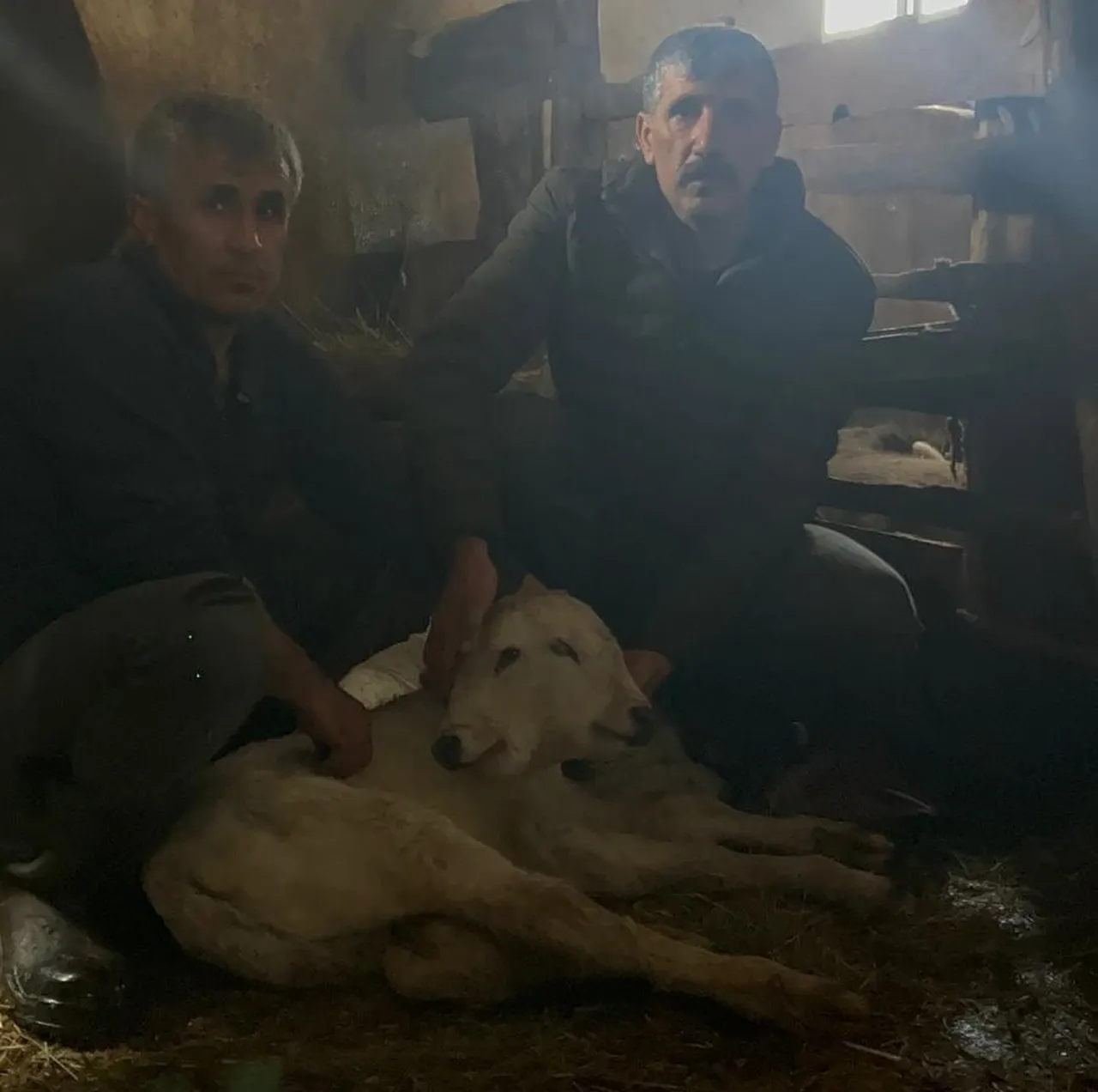 Besici gözlerine inanamadı! Erzurum’da çift başlı buzağı dünyaya geldi