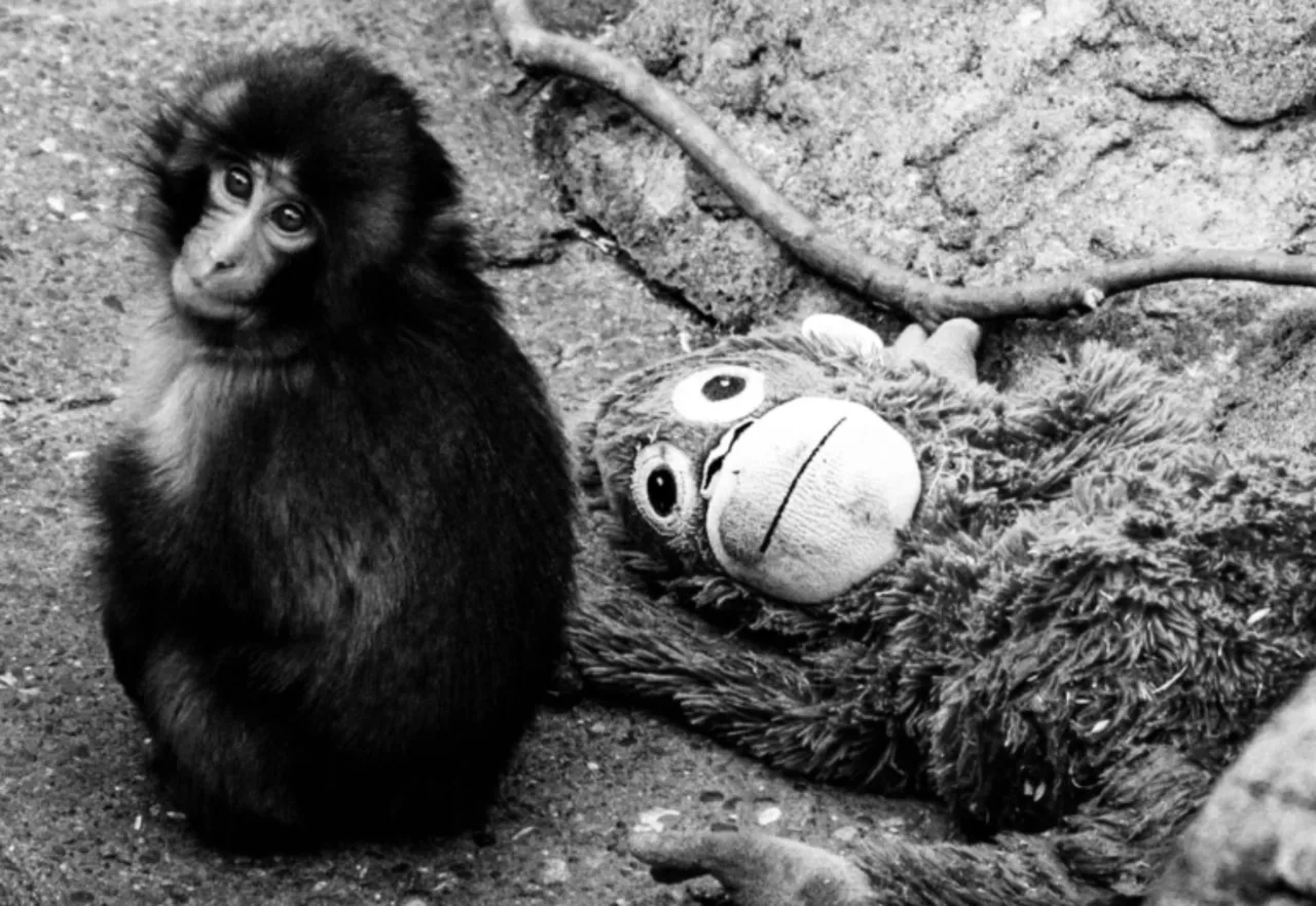 Peluş orangutana sarıldığı görüntüler viral olmuştu! Yavru maymun Punch öldü mü?