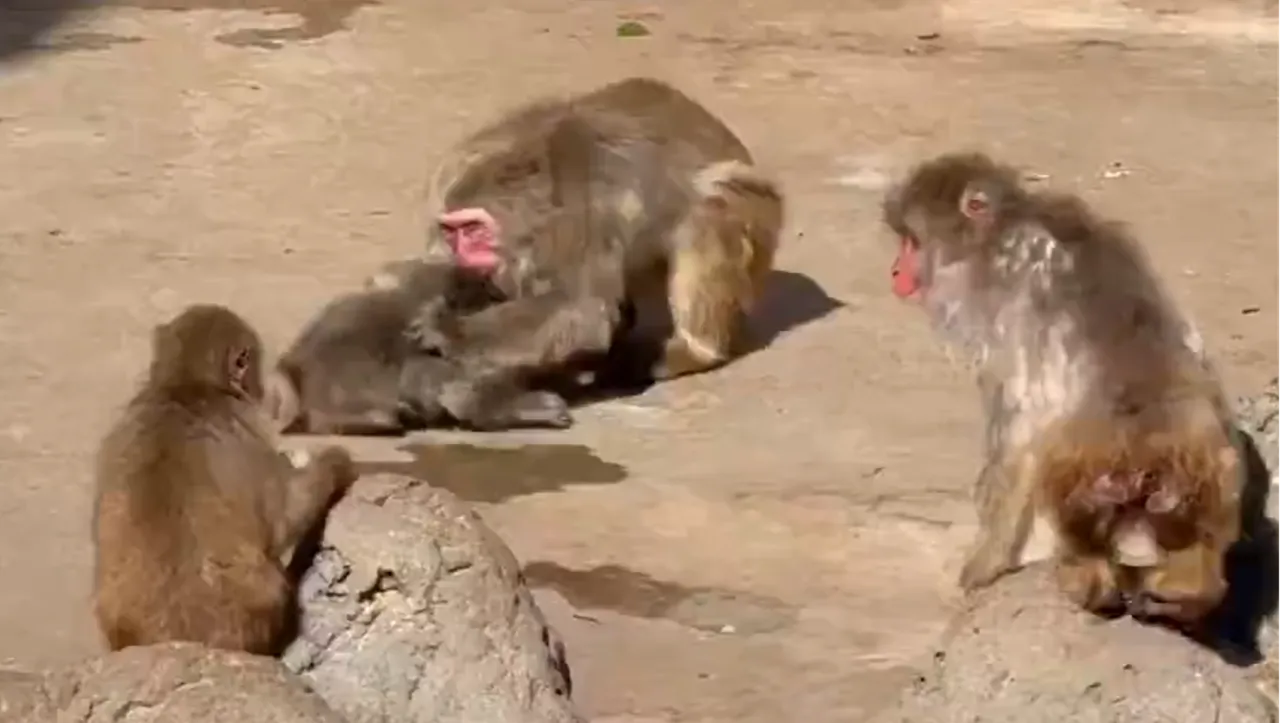 Peluş orangutana sarıldığı görüntüler viral olmuştu! Yavru maymun Punch öldü mü?