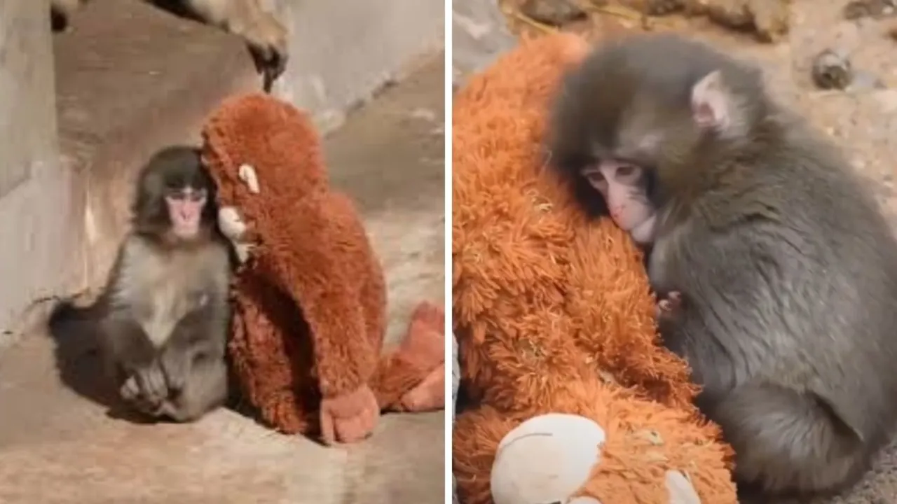 Peluş orangutana sarıldığı görüntüler viral olmuştu! Yavru maymun Punch öldü mü?
