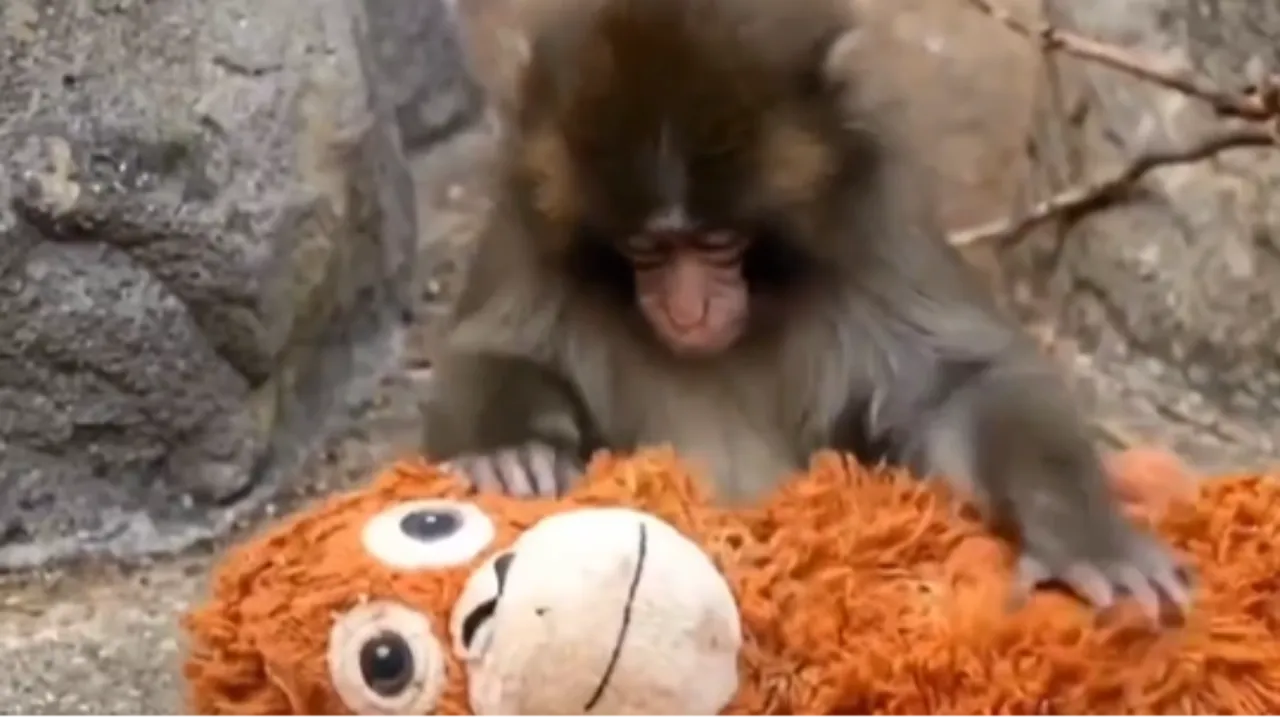 Peluş orangutana sarıldığı görüntüler viral olmuştu! Yavru maymun Punch öldü mü?