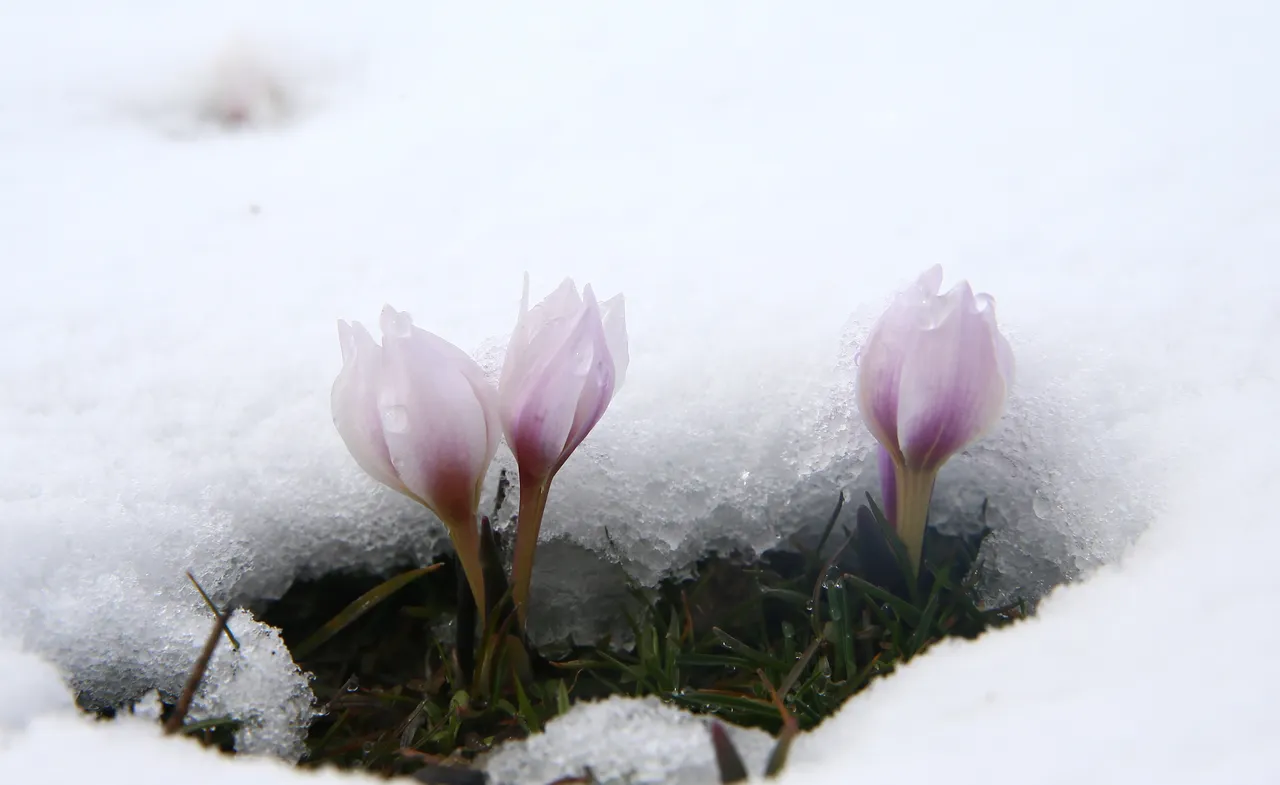 Vatandaşlar bu manzara için yollara düştü:  Baharın habercisi  çiğdemler kar altında kaldı