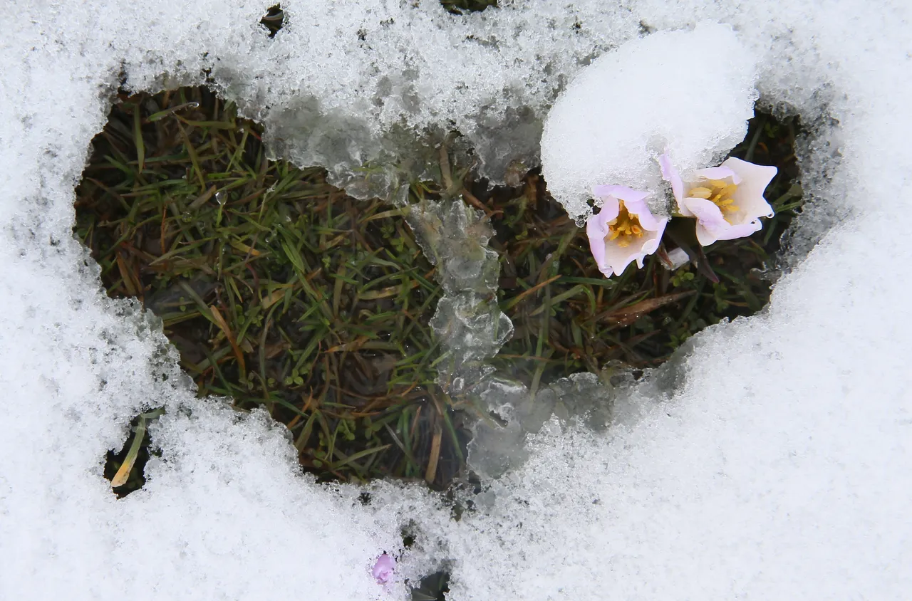 Vatandaşlar bu manzara için yollara düştü:  Baharın habercisi  çiğdemler kar altında kaldı