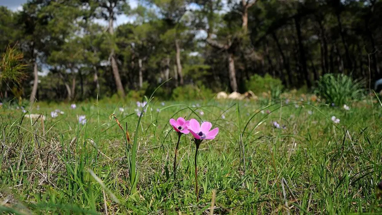 Baharın habercisi cemreler için geri sayım başladı! İlk cemre ne zaman düşecek? 