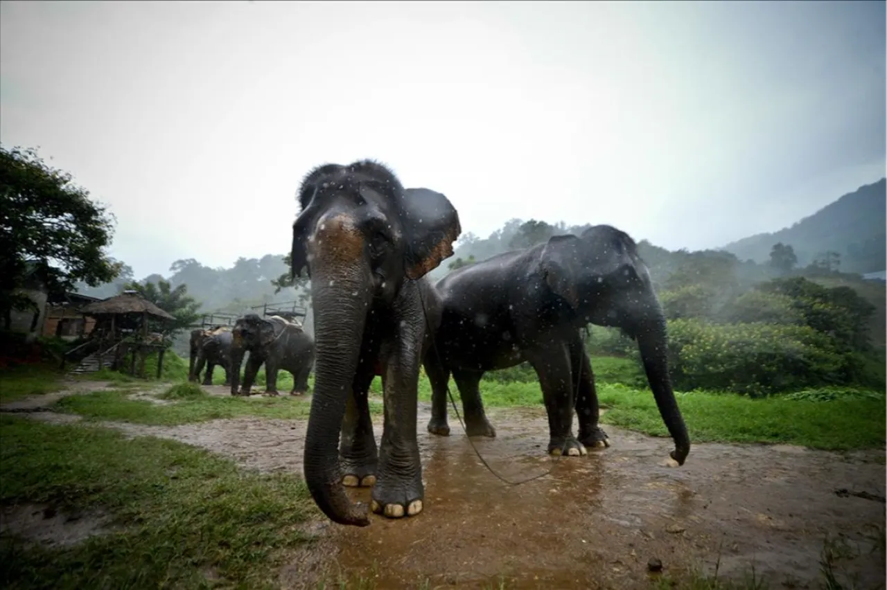 Fil, kamp yapan turisti ezerek öldürdü! Birçok yeri kırılmış