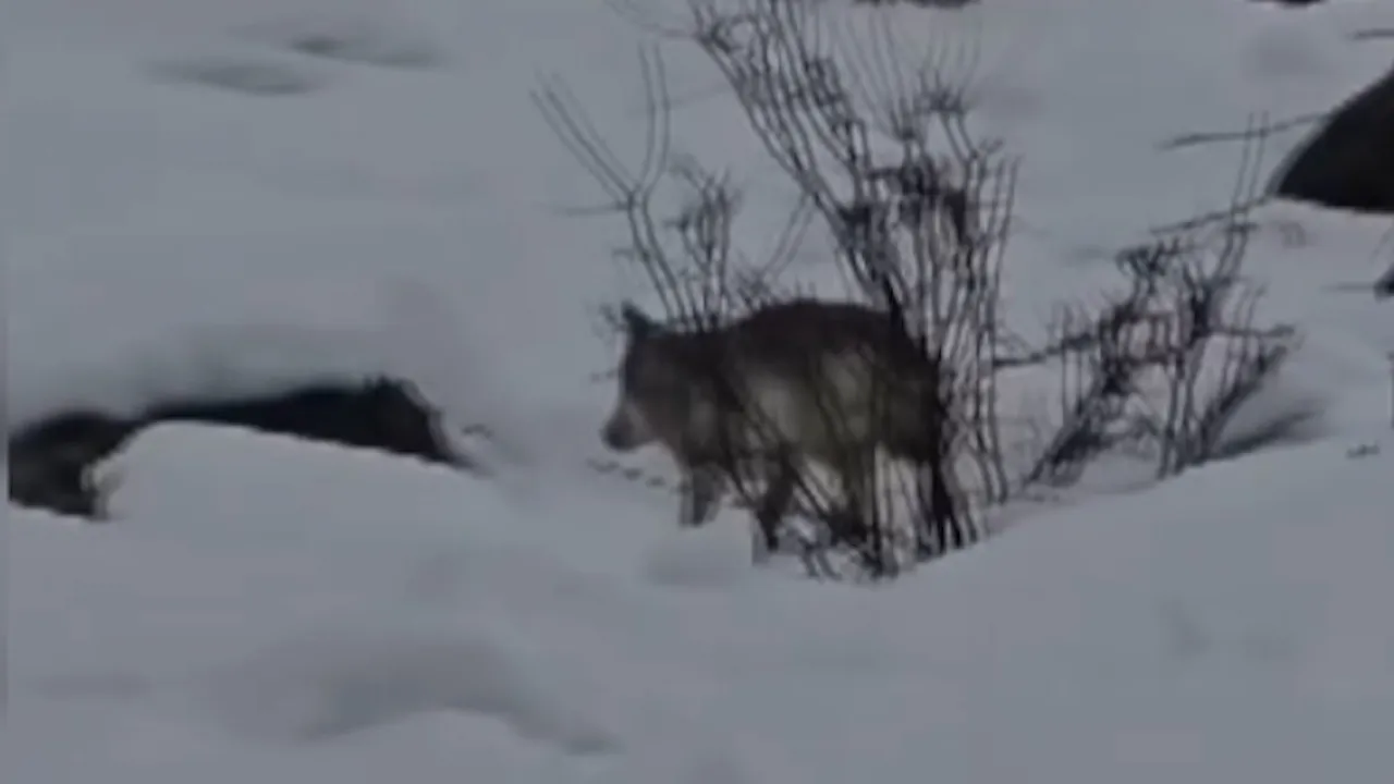 Pülümür Vadisi’nde yiyecek aradı! Aç kalan kurt kamerada