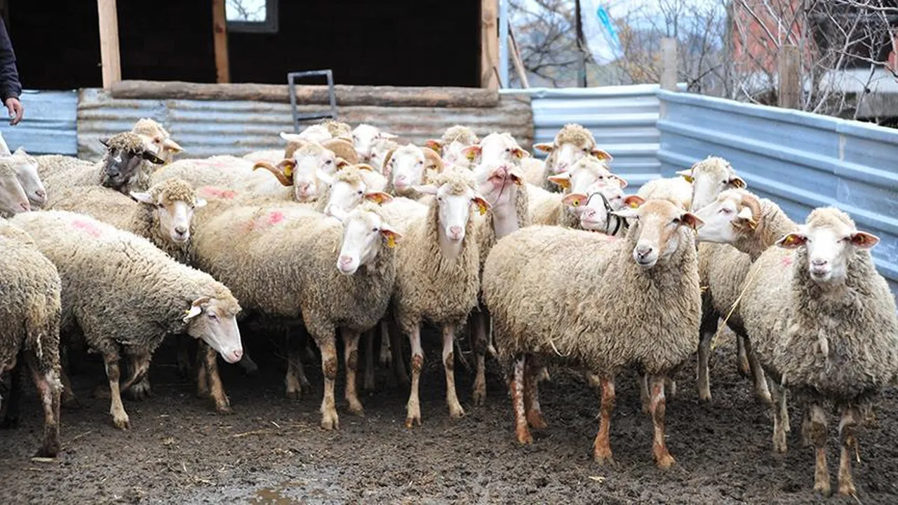 20 ili saran hastalık şimdi de Aydın’a sıçradı! 16 mahalle şap karantinasına alındı