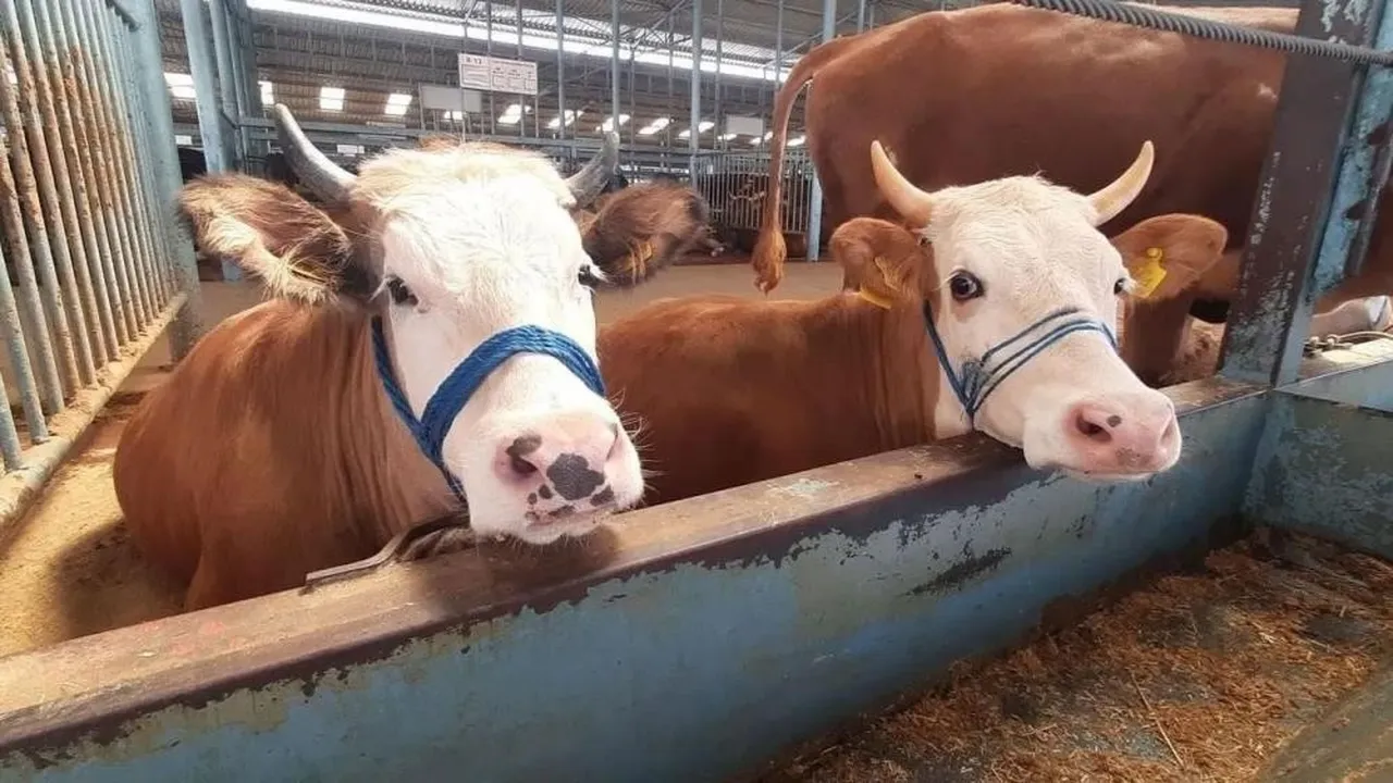 20 ili saran hastalık şimdi de Aydın’a sıçradı! 16 mahalle şap karantinasına alındı