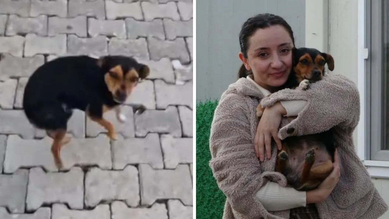 'Anasının tatlısı, anasının ballısı' diye sevilmesi gündem olmuştu! Türkiye, Boncuk'u konuşuyor